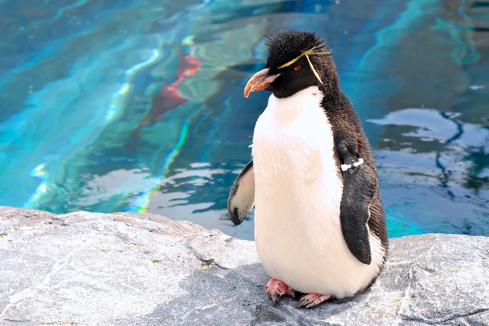 旭川動物園のペンギン